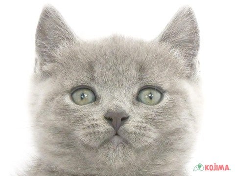 埼玉県のブリティッシュショートヘアー (コジマ浦和店/2024年3月16日生まれ/男の子/ブルー)の子猫