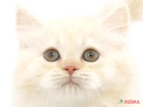 神奈川県のスコティッシュストレート (コジマニトリモール相模原店/2024年3月10日生まれ/女の子/クリームタビー)の子猫