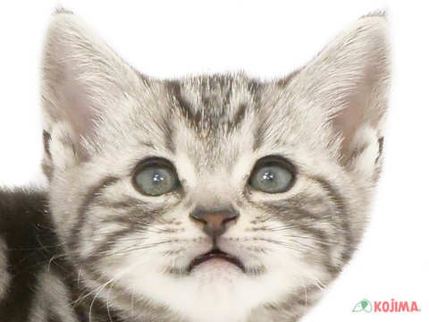 東京都のアメリカンショートヘアー (コジマ高井戸店/2024年3月10日生まれ/男の子/シルバータビー)の子猫