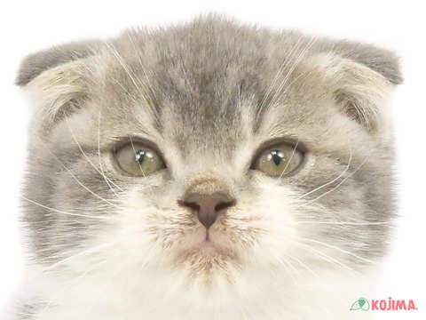 神奈川県のスコティッシュフォールド (コジマベイタウン横浜本牧店/2024年3月13日生まれ/男の子/ブルータビーホワイト)の子猫