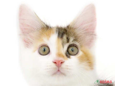 埼玉県のメインクーン (コジマ浦和店/2024年3月9日生まれ/女の子/ブラウンパッチドタビーホワイト)の子猫