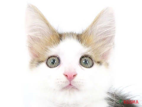 埼玉県のメインクーン (コジマニトリ川越店/2024年3月9日生まれ/女の子/ブラウンタビーホワイト)の子猫