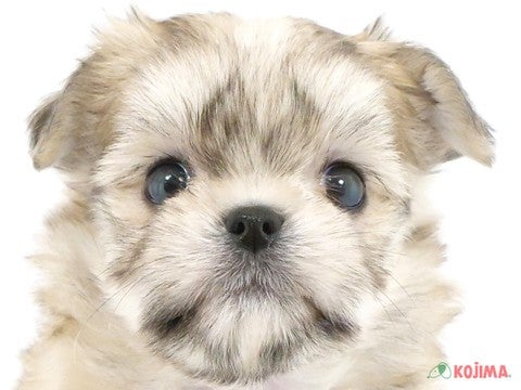 千葉県のチワプー/プーチー(チワワ×プードル) (コジマウエルケアセンター/2024年3月13日生まれ/男の子/レッドホワイト)の子犬