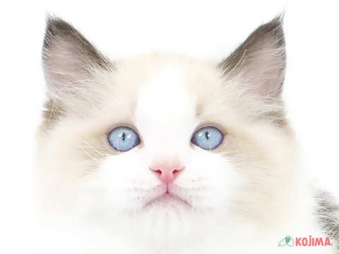 埼玉県のラグドール (コジマ浦和店/2024年3月15日生まれ/男の子/シールポイントバイカラー)の子猫