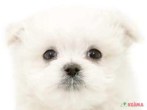 東京都のハーフ犬 (コジマ府中店/2024年3月16日生まれ/男の子/ホワイト)の子犬