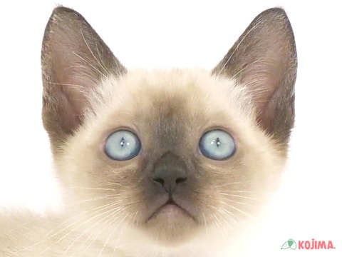 千葉県のトンキニーズ (コジマウエルケアセンター/2024年3月17日生まれ/男の子/シールミンク)の子猫