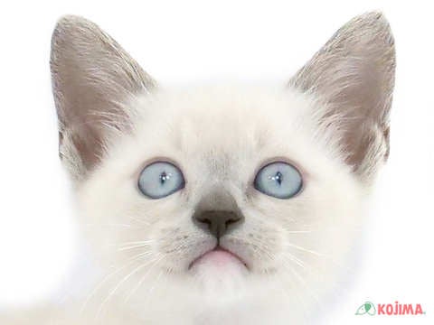 千葉県のトンキニーズ (コジマウエルケアセンター/2024年3月17日生まれ/女の子/シールミンク)の子猫
