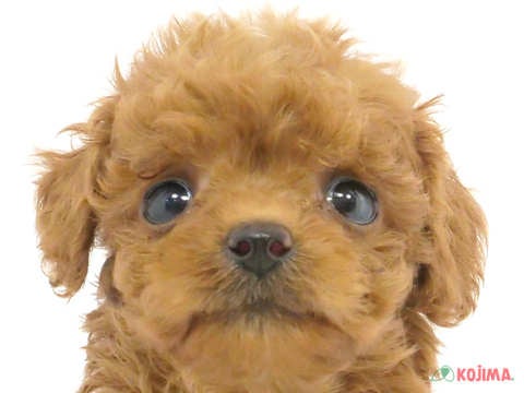 千葉県のトイプードル(トイ) (コジマアリオ柏店/2024年3月16日生まれ/女の子/レッド)の子犬