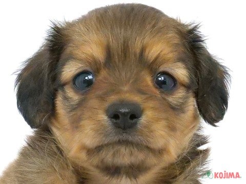千葉県のチワックス(チワワ×ダックス) (コジマアリオ柏店/2024年3月15日生まれ/女の子/シェーデットレッド)の子犬