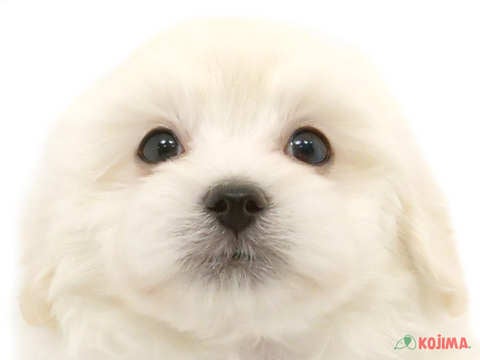 兵庫県のマルプー(マルチーズ×プードル) (コジマ明石店/2024年3月18日生まれ/男の子/ホワイト)の子犬