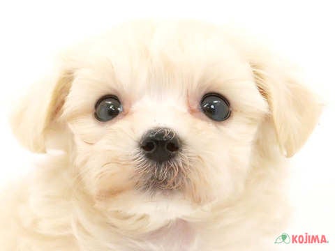 千葉県のマルプー(マルチーズ×プードル) (コジマアリオ柏店/2024年3月18日生まれ/女の子/アプリコット)の子犬