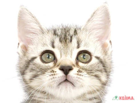 兵庫県のアメリカンショートヘアー (コジマ明石店/2024年3月15日生まれ/男の子/シルバータビー)の子猫