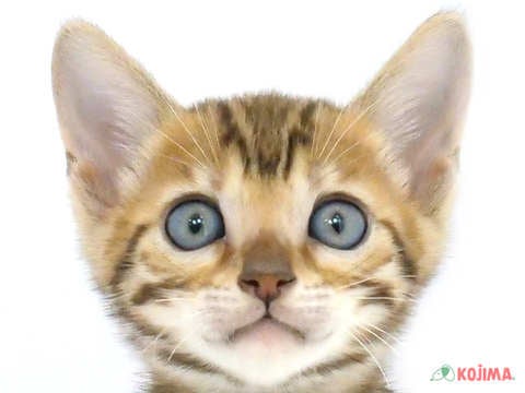 千葉県のベンガル (コジマアリオ柏店/2024年3月10日生まれ/女の子/ブラウンスポットタビー)の子猫