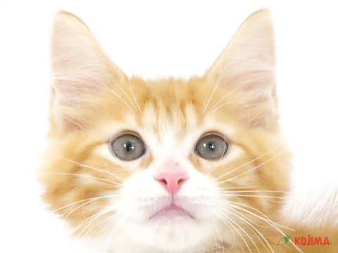 東京都のメインクーン (コジママチノマ大森店/2024年3月16日生まれ/男の子/レッドタビーホワイト)の子猫