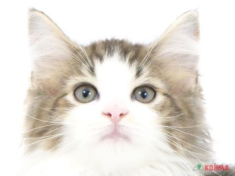 神奈川県のノルウェージャンフォレストキャット (コジマ横浜青葉店/2024年3月14日生まれ/男の子/ブラウンタビーホワイト)の子猫