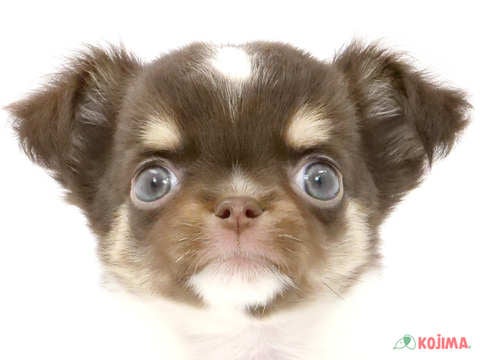 東京都のチワワ(ロング) (コジマ両国店/2024年3月17日生まれ/女の子/ホワイトチョコレートタン)の子犬