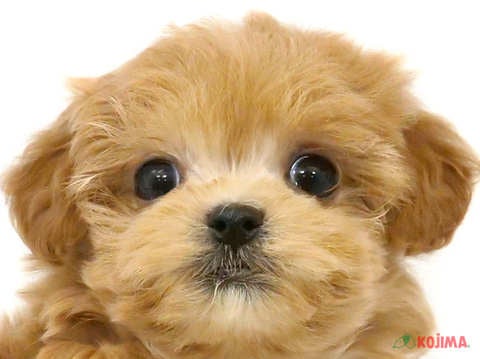 東京都のマルプー(マルチーズ×プードル) (コジマ青戸店/2024年3月16日生まれ/女の子/アプリコット)の子犬