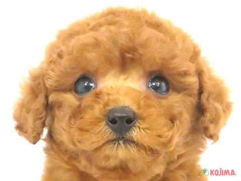 神奈川県のトイプードル(トイ) (コジマ横浜青葉店/2024年3月17日生まれ/女の子/レッド)の子犬