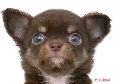 千葉県のチワワ(ロング) (コジマアリオ柏店/2024年3月15日生まれ/女の子/チョコレートタン)の子犬