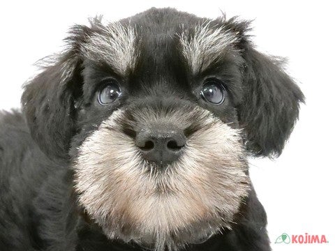 神奈川県のミニチュアシュナウザー (コジマアリオ橋本店/2024年3月17日生まれ/男の子/ブラックシルバー)の子犬