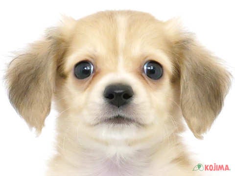 兵庫県のチワックス(チワワ×ダックス) (コジマ明石店/2024年3月18日生まれ/男の子/イエロー)の子犬
