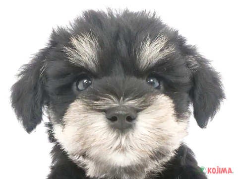東京都のミニチュアシュナウザー (コジマソコラ用賀店/2024年3月17日生まれ/女の子/ブラックシルバー)の子犬