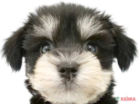 兵庫県のミニチュアシュナウザー (コジマ明石店/2024年3月17日生まれ/男の子/ブラックシルバー)の子犬