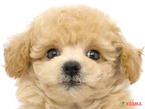 東京都のハーフ犬 (コジママチノマ大森店/2024年3月16日生まれ/男の子/アプリコットホワイト)の子犬