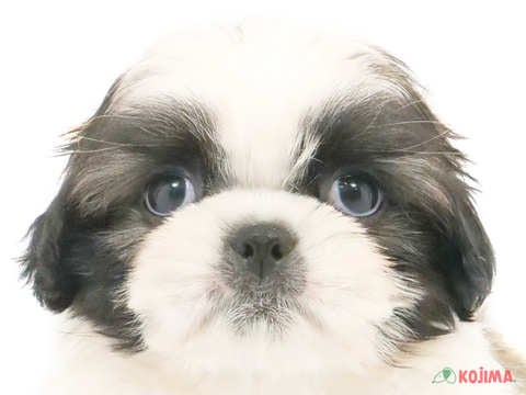 東京都のシーズー (コジマアリオ西新井店/2024年3月18日生まれ/男の子/ホワイトゴールド)の子犬