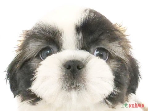 埼玉県のシーズー (コジマ戸田公園店/2024年3月18日生まれ/男の子/ホワイトゴールド)の子犬