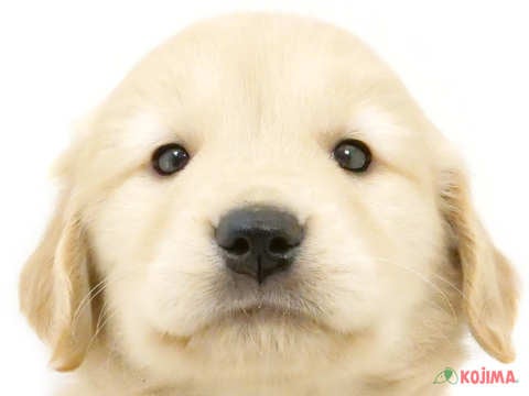 千葉県のゴールデンレトリバー (コジマウエルケアセンター/2024年3月15日生まれ/女の子/ゴールデン)の子犬