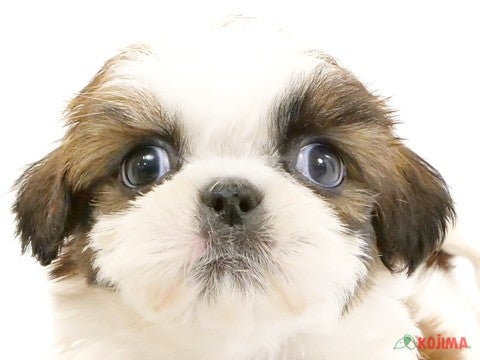 千葉県のシーズー (コジマ松戸店/2024年3月18日生まれ/男の子/ホワイトゴールド)の子犬