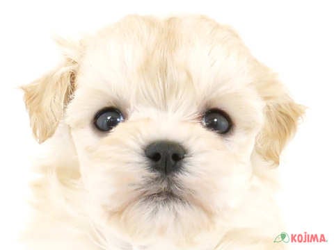 千葉県のマルプー(マルチーズ×プードル) (コジマウエルケアセンター/2024年3月17日生まれ/女の子/アプリコット)の子犬