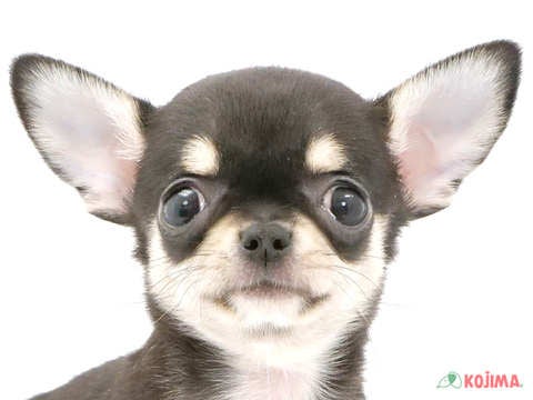 千葉県のチワワ(スムース) (コジマウエルケアセンター/2024年3月16日生まれ/女の子/ブラックタンホワイト)の子犬