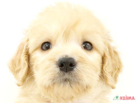 千葉県のゴールデンドゥードゥル(ゴールデン×プードル) (コジマウエルケアセンター/2024年3月17日生まれ/男の子/クリーム)の子犬