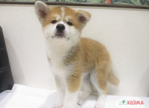 2024年2月10日生まれの秋田犬の3枚目の写真