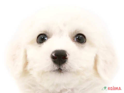 千葉県のビションフリーゼ (コジマ松戸店/2024年2月11日生まれ/男の子/ホワイト)の子犬