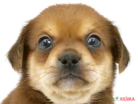 東京都のチワペキ/ペキチー/ペキチワ(チワワ×ペキニーズ) (コジマアリオ葛西店/2024年3月18日生まれ/男の子/チョコレートフォーン)の子犬