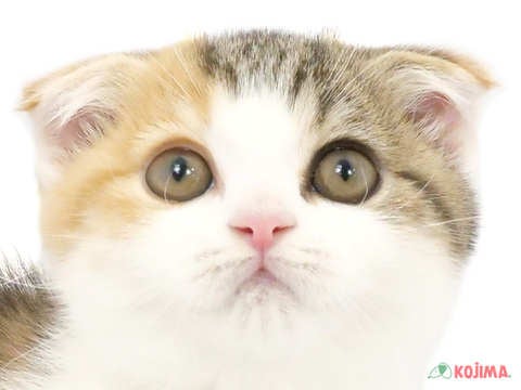 千葉県のスコティッシュフォールド (コジマウエルケアセンター/2024年3月16日生まれ/女の子/シルバーパッチドタビーホワイト)の子猫