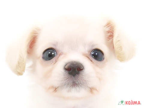 千葉県のチワックス(チワワ×ダックス) (コジマウエルケアセンター/2024年3月19日生まれ/男の子/クリーム)の子犬