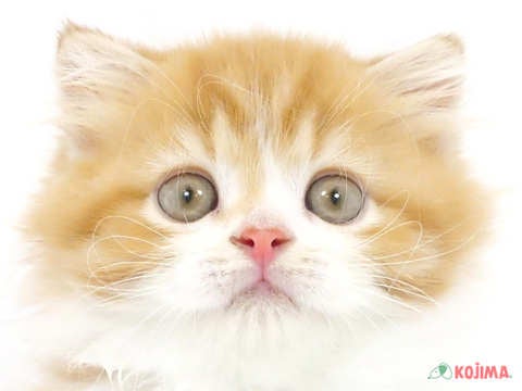 千葉県のスコティッシュフォールド (コジマウエルケアセンター/2024年3月18日生まれ/男の子/レッドタビーホワイト)の子猫