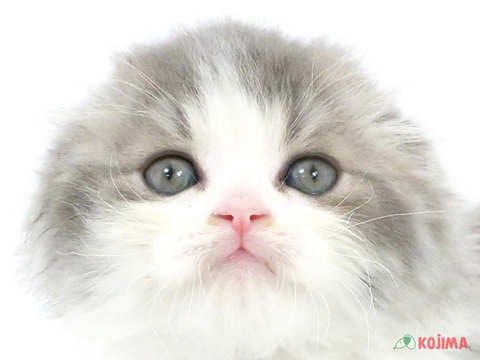 東京都のスコティッシュフォールド (コジマ六本木店/2024年3月19日生まれ/男の子/ブルーホワイト)の子猫