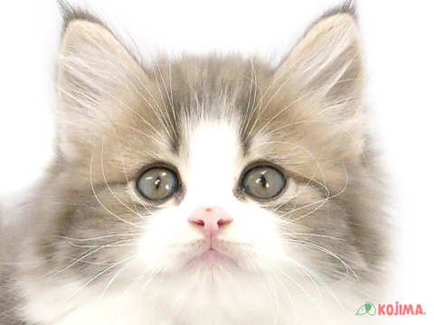 神奈川県のノルウェージャンフォレストキャット (コジマ横浜青葉店/2024年3月18日生まれ/男の子/ブルータビーホワイト)の子猫