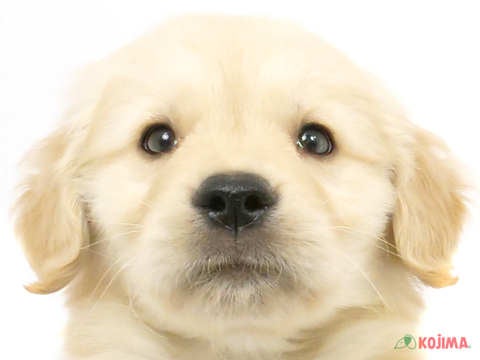 東京都のゴールデンレトリバー (コジマアリオ葛西店/2024年3月17日生まれ/男の子/ゴールデン)の子犬