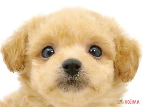 茨城県のビションプー(ビションフリーゼ×プードル) (コジマイーアスつくば店/2024年3月12日生まれ/男の子/アプリコットホワイト)の子犬