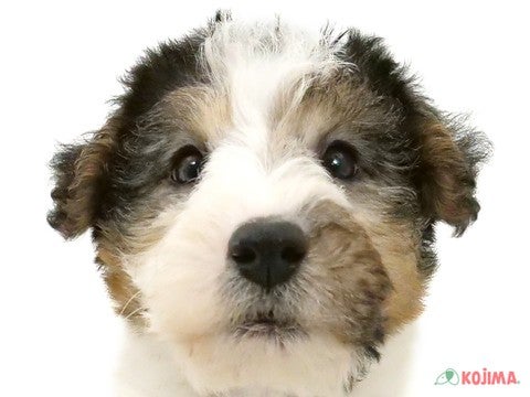 千葉県のワイアーフォックステリア (コジマウエルケアセンター/2024年3月17日生まれ/男の子/ホワイトブラックタン)の子犬