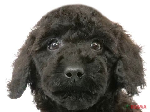 千葉県のミニチュアプードル (コジマウエルケアセンター/2024年3月18日生まれ/男の子/ブラック)の子犬