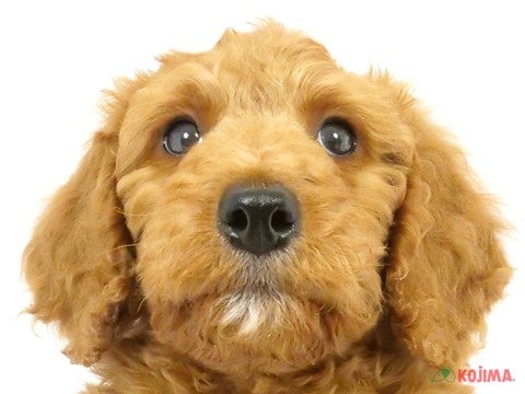 千葉県のスタンダードプードル (コジマウエルケアセンター/2024年3月9日生まれ/男の子/アプリコット)の子犬