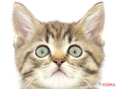 東京都のスコティッシュストレート (コジマ国分寺店/2024年3月13日生まれ/男の子/ブラウンタビー)の子猫