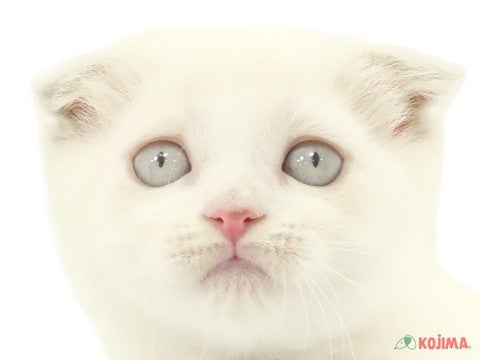 東京都のスコティッシュフォールド (コジマ八王子店/2024年3月14日生まれ/女の子/ブルークリームポイント)の子猫